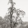 Friarton orchard © George Logan