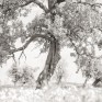 Monorgan orchard © George Logan