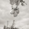 Port Allen orchard © George Logan