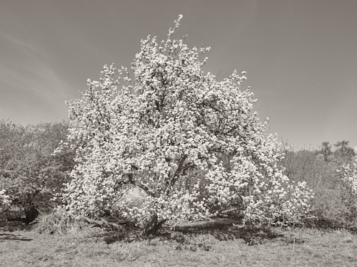Pear tree in blossom &copy; George Logan